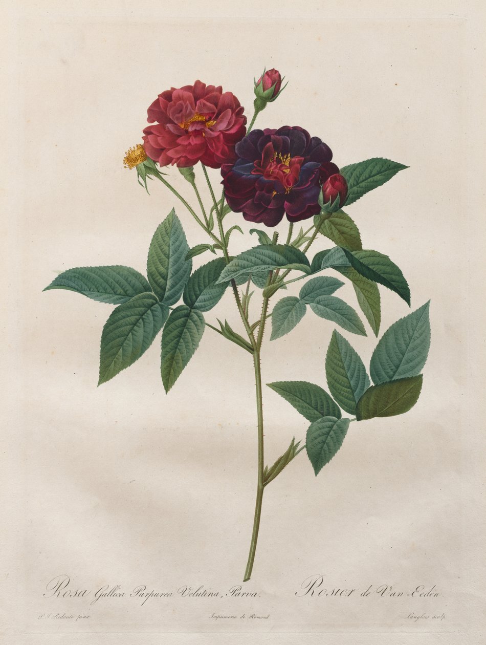 Růže: Rosa Gallica Purpurea Velutina Parva od Langlois