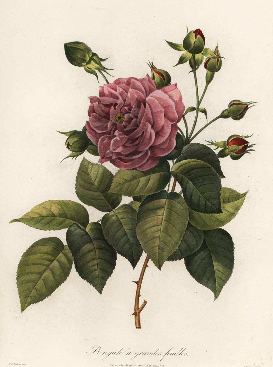 Bengálská růže, odrůda Rosa chinensis, Bengálsko velkolistá od Langlois Langlois