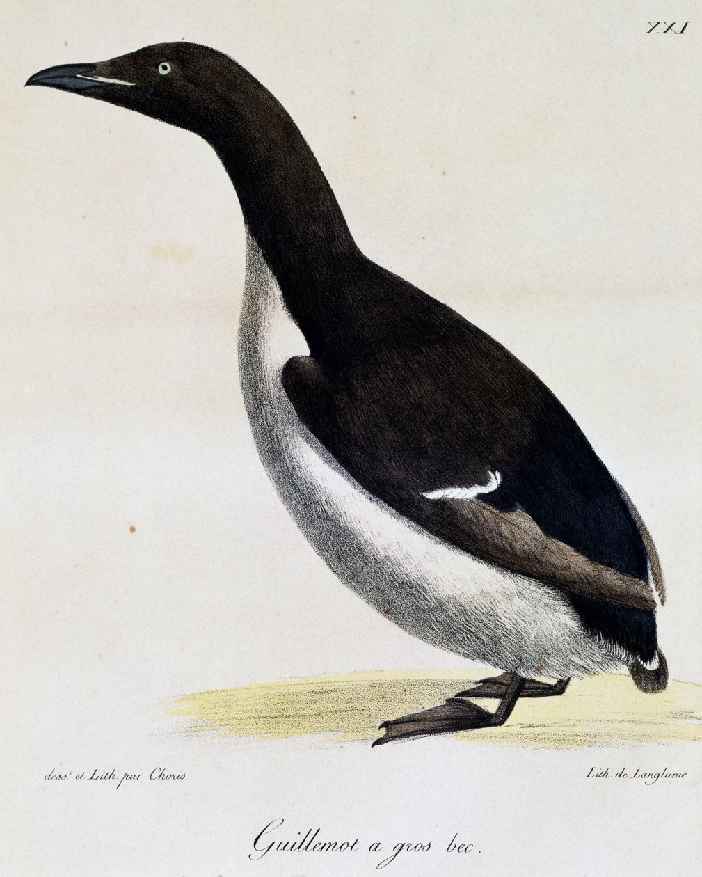 Brunnichův Guillemot z Voyage pittoresque autour du monde od Langlume Langlume