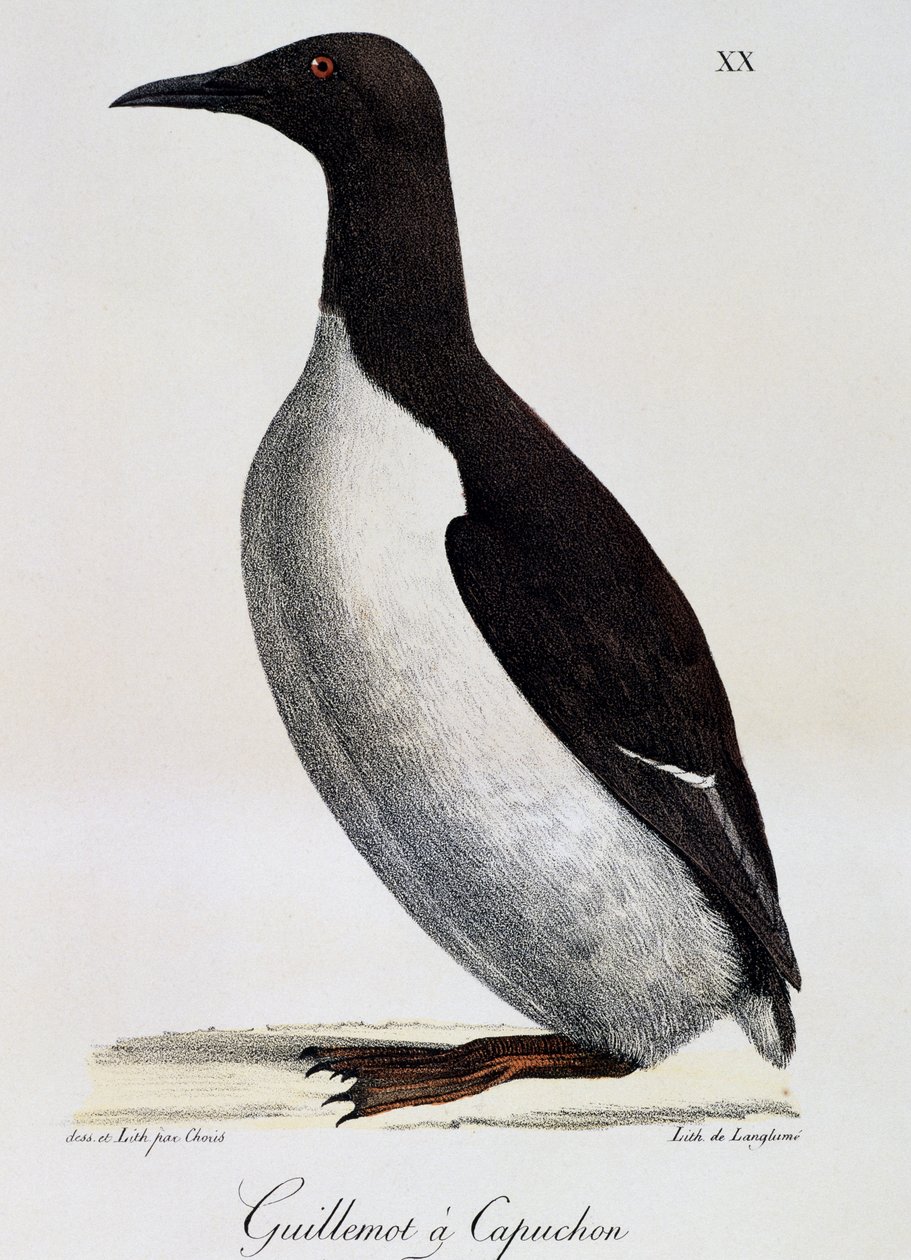 Guillemot obecný (Uria aalge), z Voyage pittoresque autour du monde od Langlume Langlume