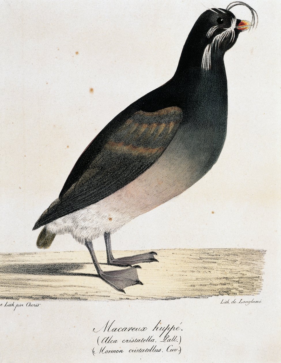 Auklet chocholatý (Aethia cristatella), z Malebné cesty kolem světa od Langlume Langlume