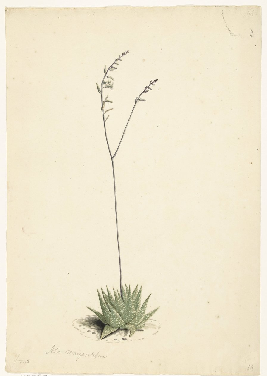 Kvetoucí aloe od Laurens Vincentsz. van der Vinne