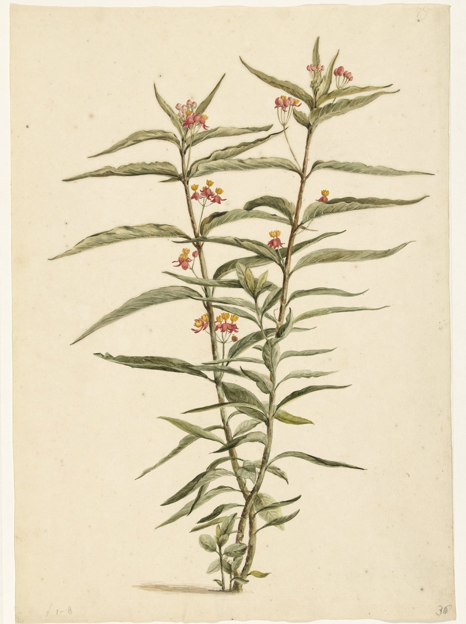 Kvetoucí třezalka tečkovaná (Asclepias curassavica) od Laurens Vincentsz. van der Vinne
