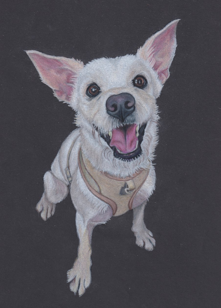 Fluffy , 2025 (barevná tužka na tónovaném papíře) od Laurie Michaels