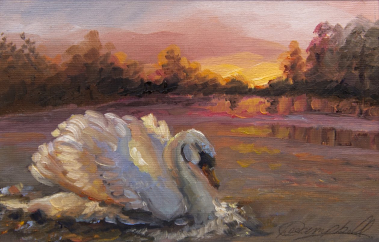 Swan at Sunrise, 2016, (olej na papíře) od Lee Campbell