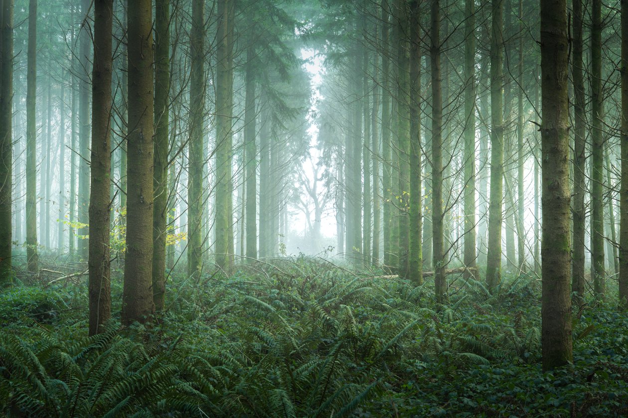 Bramble Path, 2023 (foto) od Lee Cooper