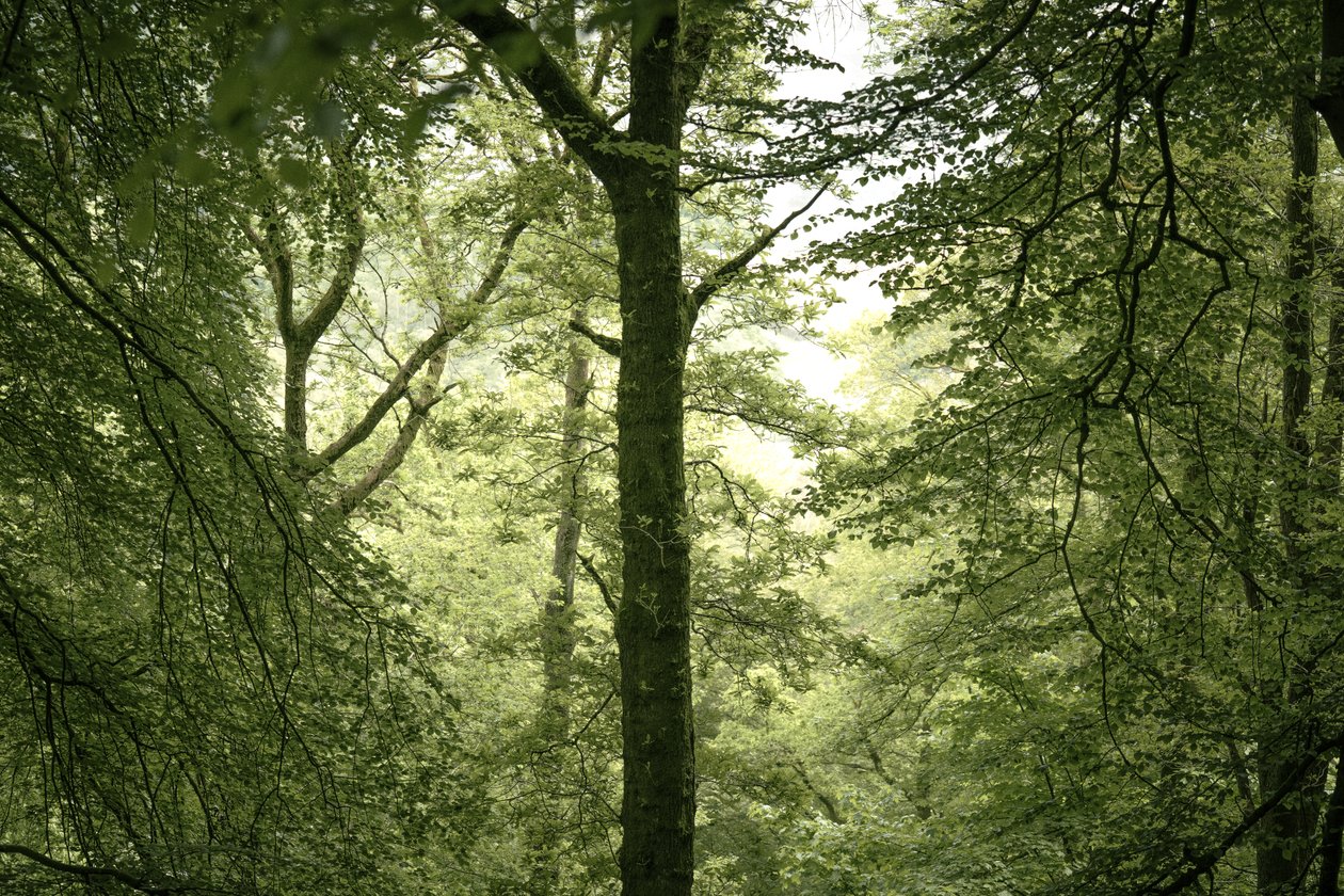 Branchline, 2024 (foto) od Lee Cooper