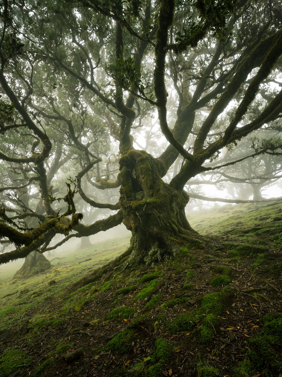 Canopy II, 2025 (foto) od Lee Cooper