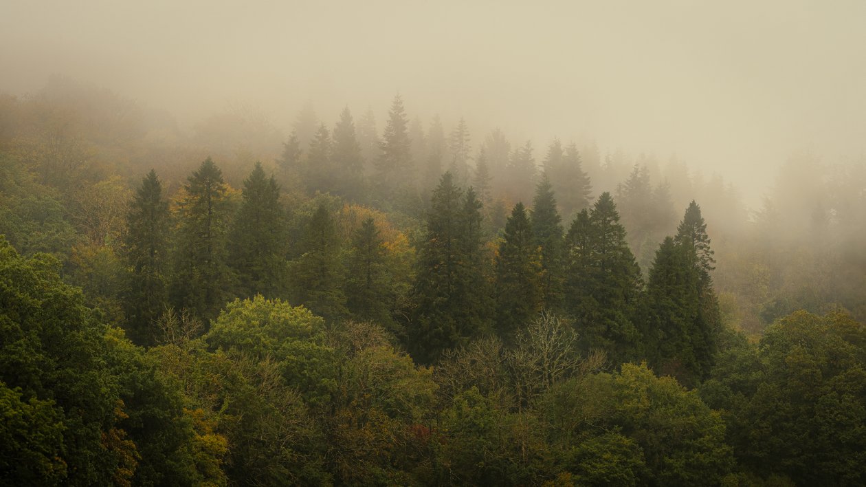 Cloud Forest II, 2024 (foto) od Lee Cooper