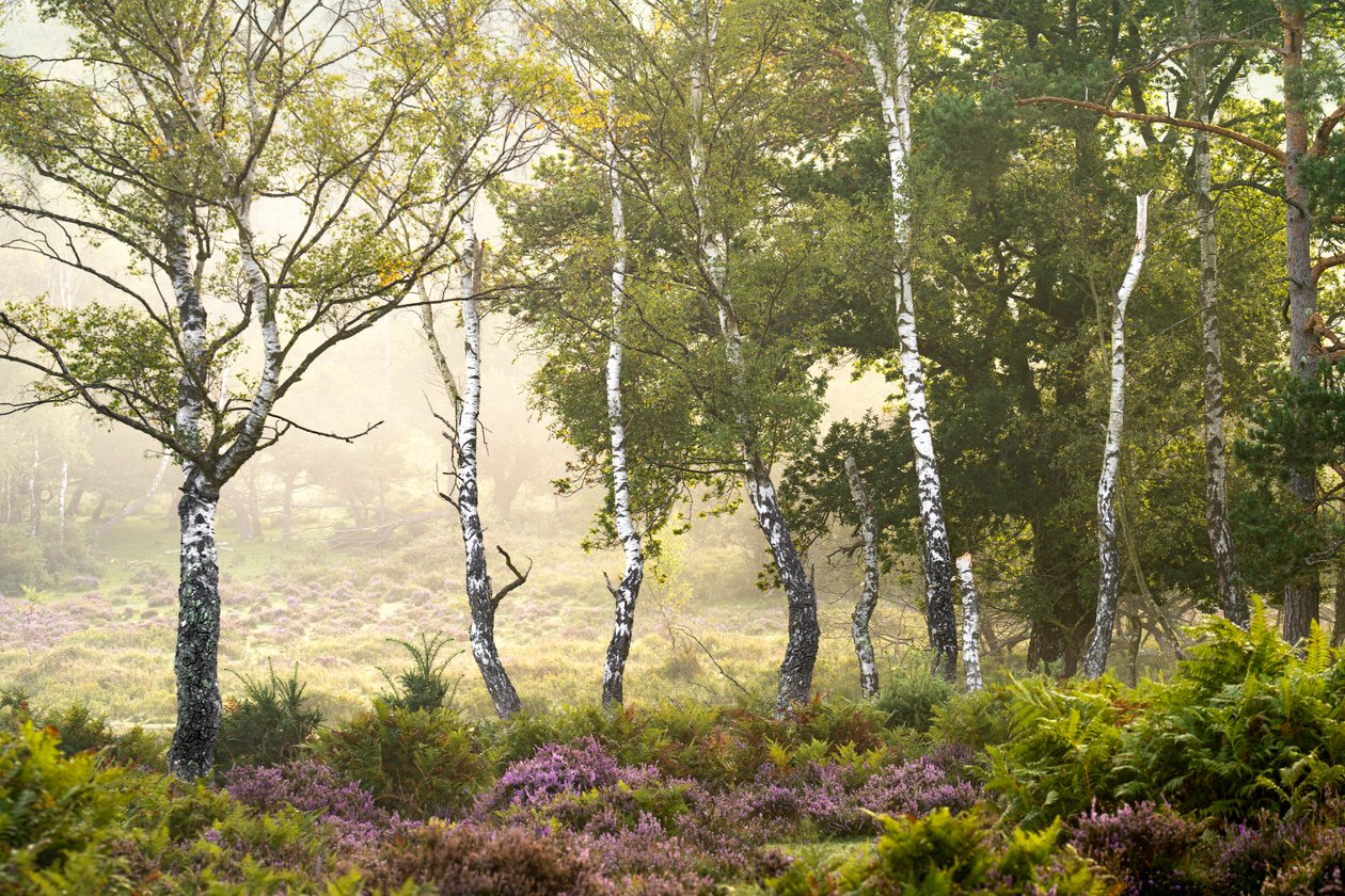 Uvadající sezóna, 2023 (foto) od Lee Cooper