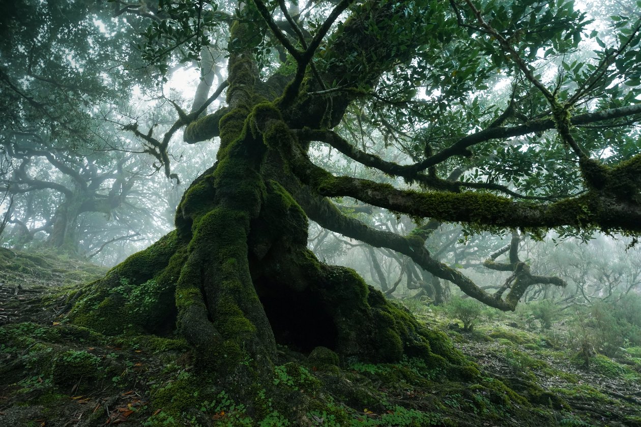 Zapomenutá země, 2025 (foto) od Lee Cooper