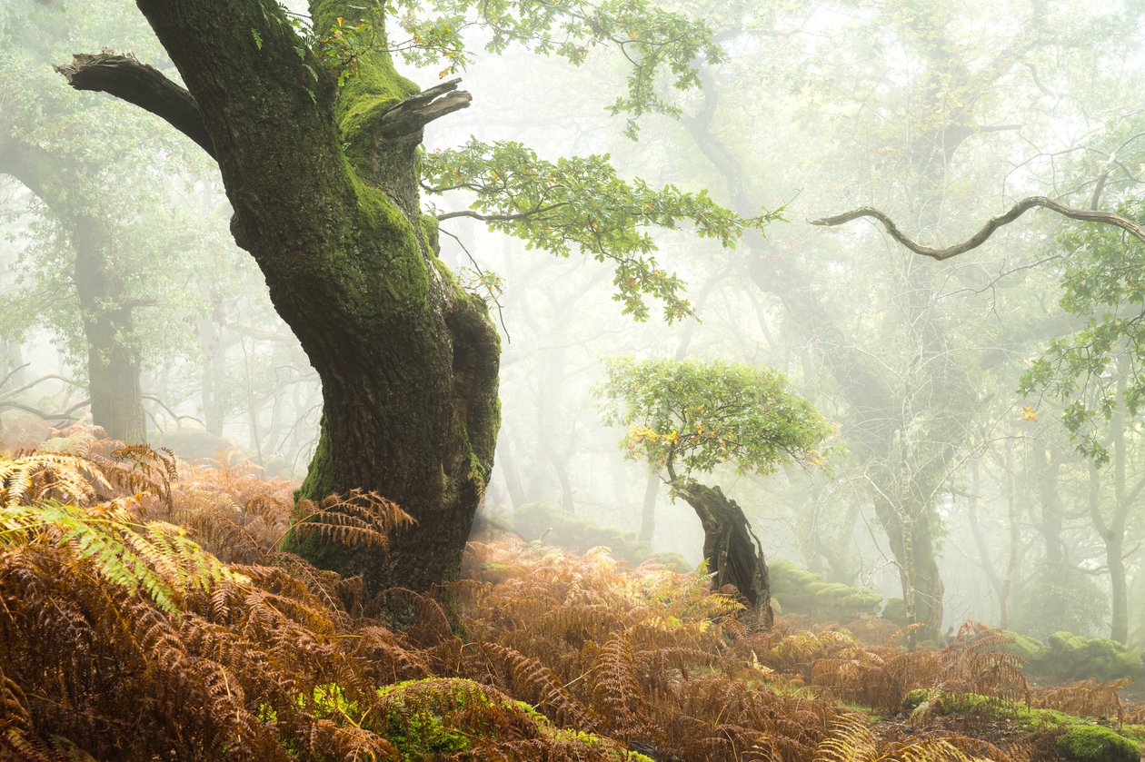 Hollowborn, 2024 (foto) od Lee Cooper