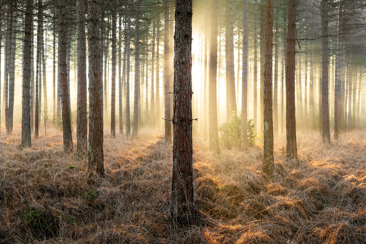 Mirkwood, 2025 (foto) od Lee Cooper