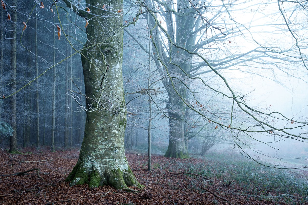 Mosslight, 2023 (foto) od Lee Cooper