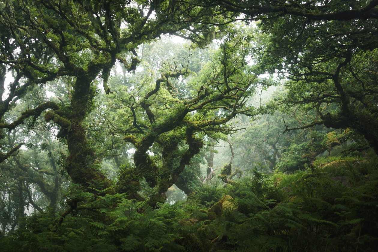 Nocturne Grove, 2020 (foto) od Lee Cooper