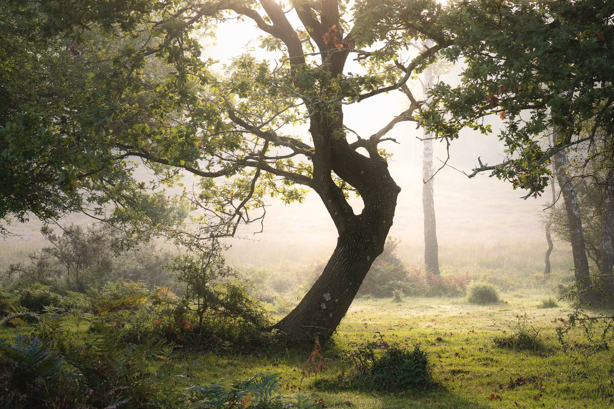 Rainroot, 2023 (foto) od Lee Cooper