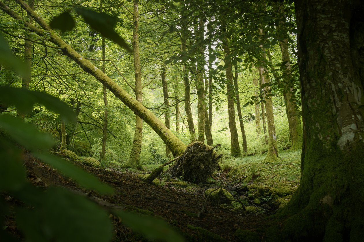 Strom Sentinel, 2024 (foto) od Lee Cooper