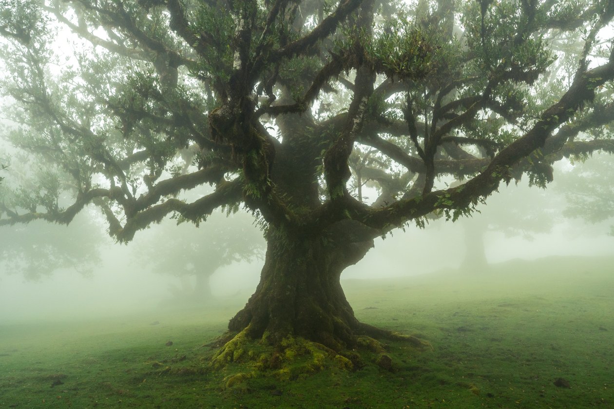 Příběhy lesa, 2025 (foto) od Lee Cooper