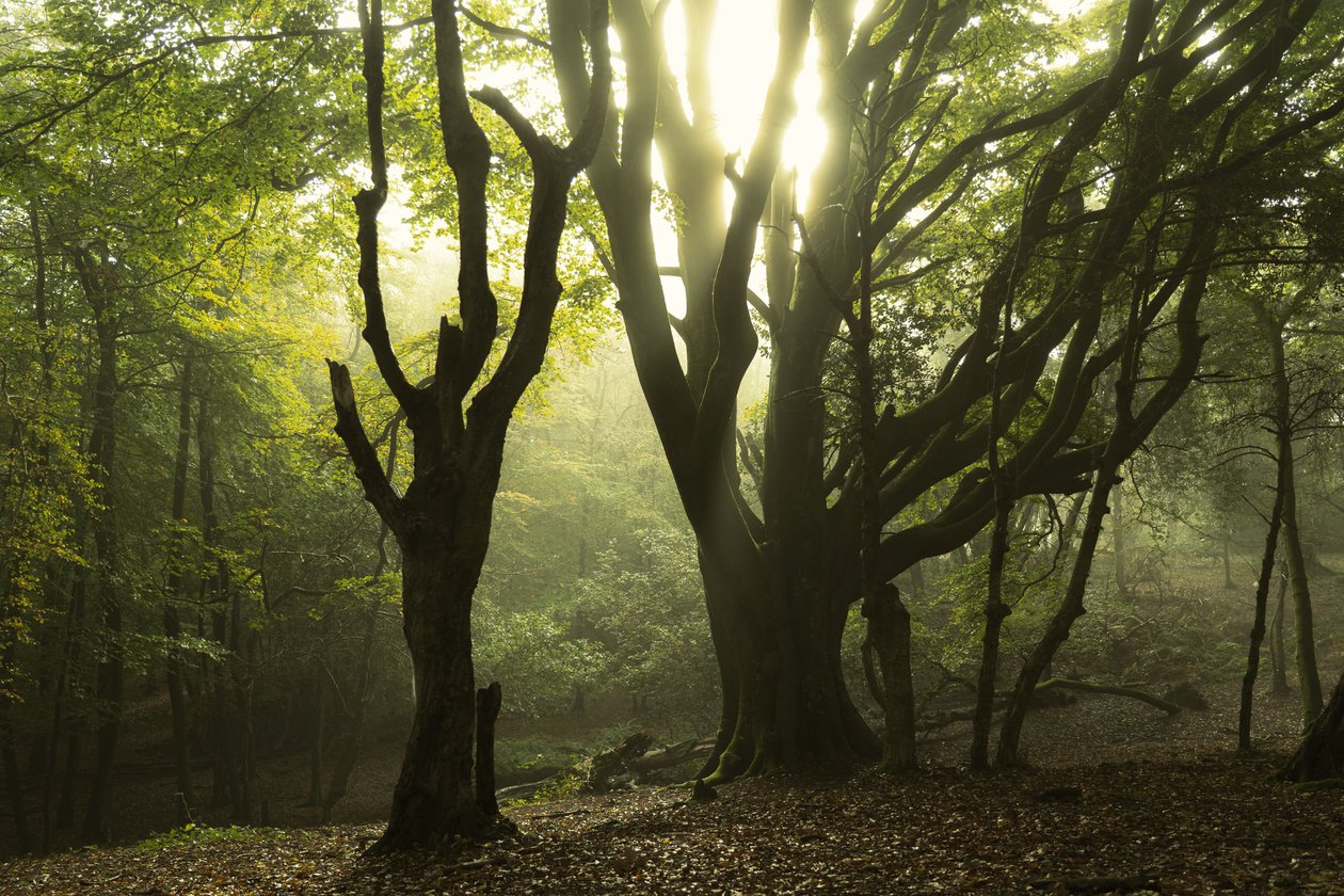 Příběhy lesa II, 2024 (foto) od Lee Cooper