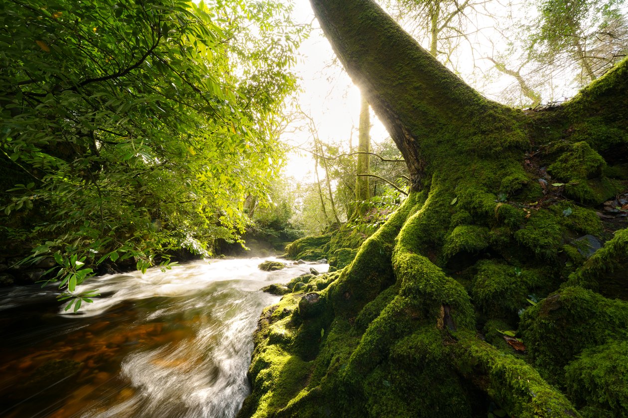 Twilight Grove, 2024 (foto) od Lee Cooper