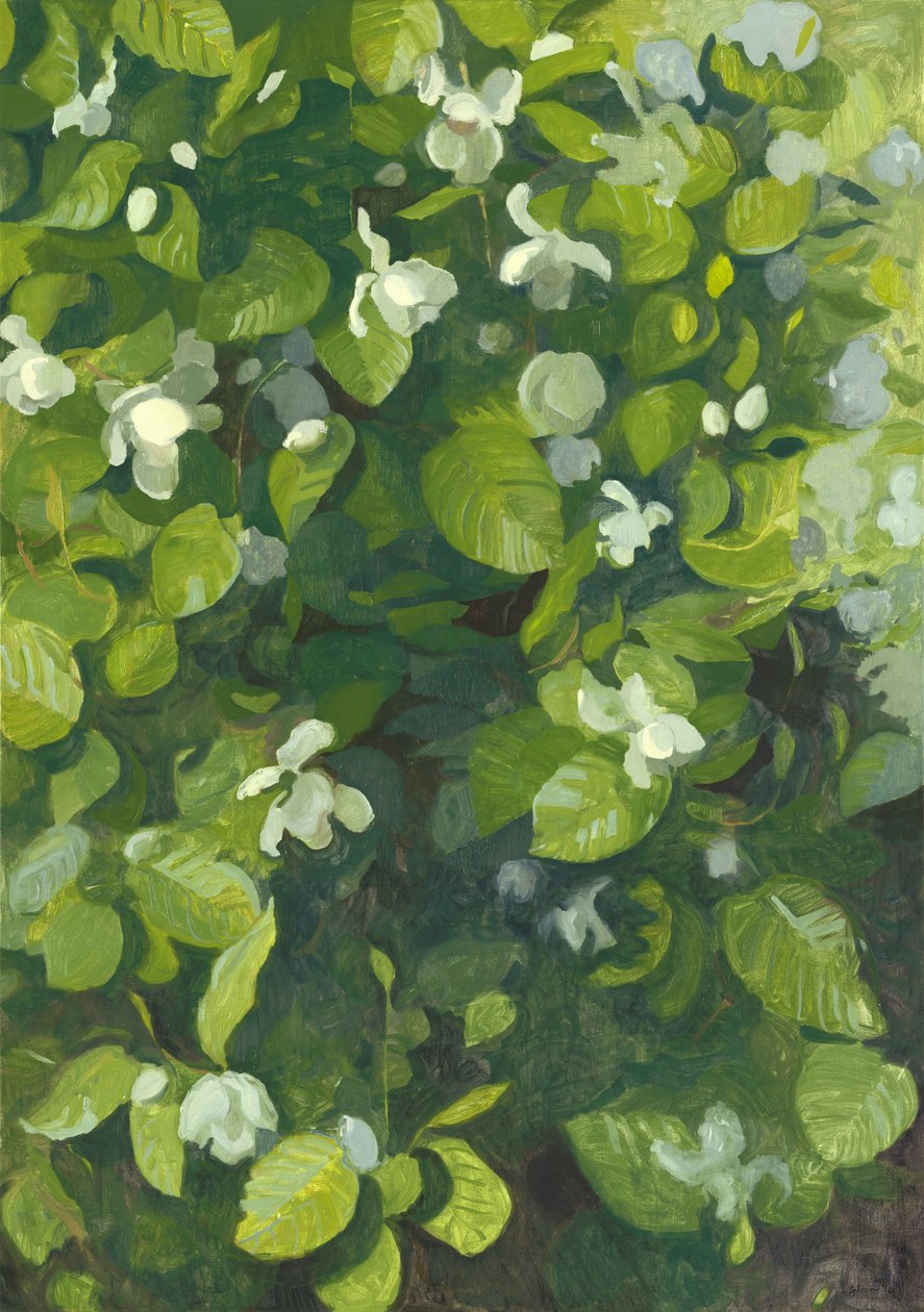 Magnolie v květu, 2014 od Leigh Glover
