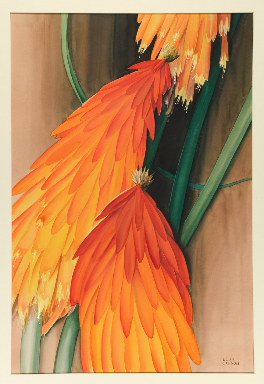 Skyrocket (Red Hot Poker) od Leon Carroll
