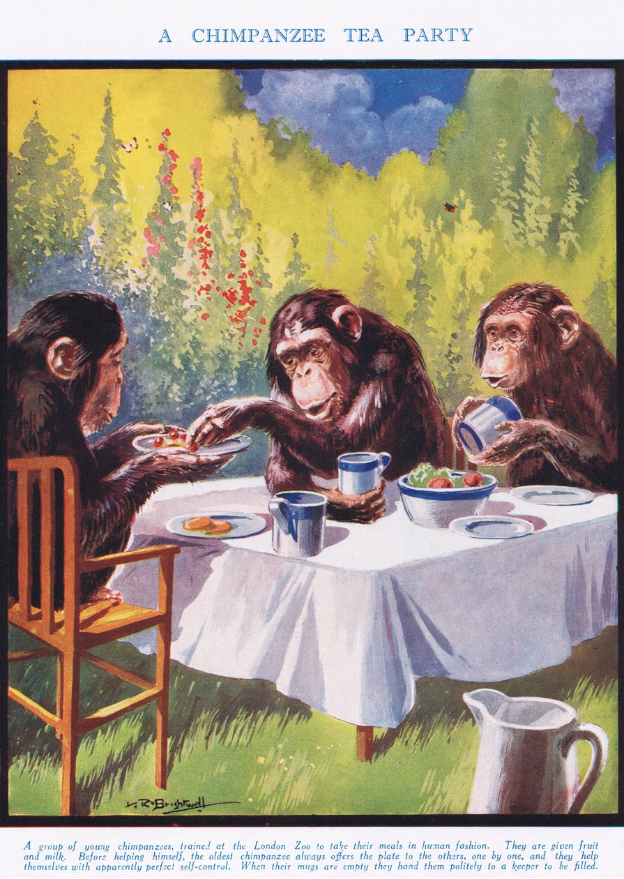 Chimpanzee Tea Party, ilustrace z „The Science of Life“ od Leonard Robert Brightwell