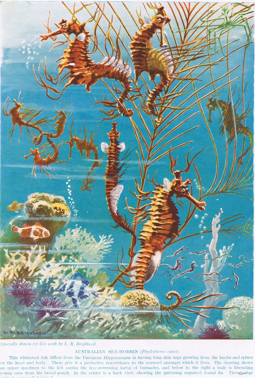 Australští mořští koníci, ilustrace z 
