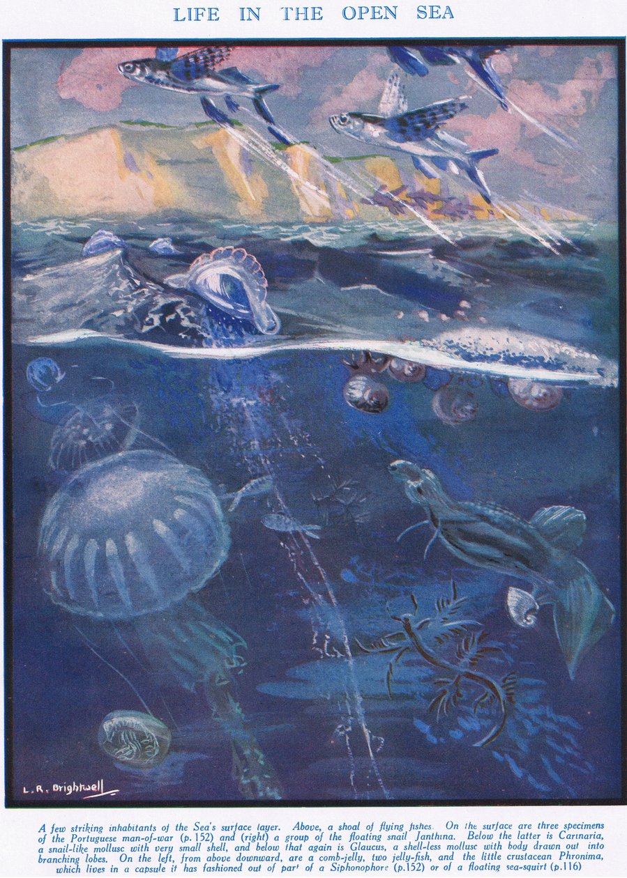 Život na otevřeném moři, ilustrace z „Vědy o životě“ od Leonard Robert Brightwell