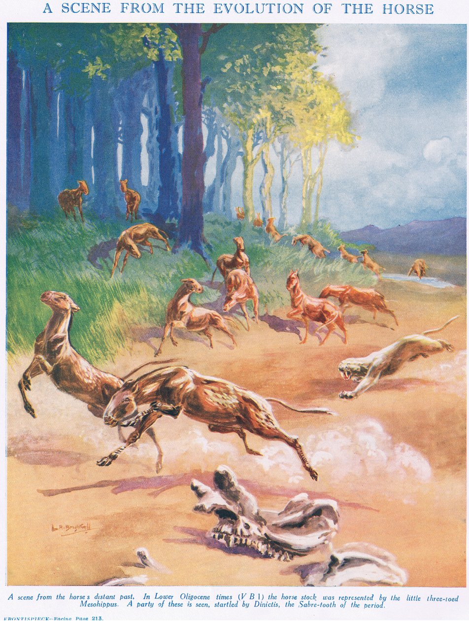 Mesohippus, ilustrace z knihy "Věda o životě od Leonard Robert Brightwell