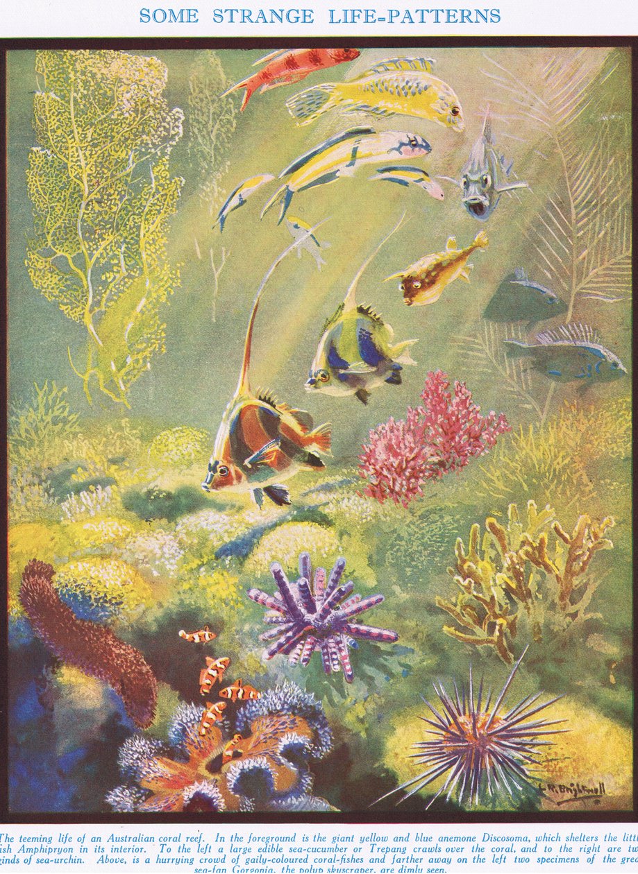 Některé podivné zákonitosti života, ilustrace z knihy "Věda o životě od Leonard Robert Brightwell
