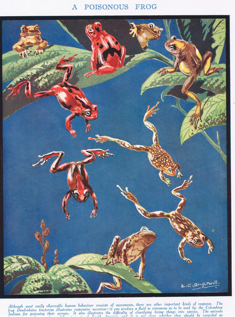 Jedovatá žába, ilustrace z „Vědy o životě“ od Leonard Robert Brightwell