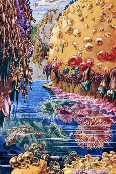 Ilustrace z „Sea-Shore Life in Britain“ vytištěné v roce 1947 (barevně lito) od Leonard Robert Brightwell