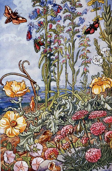 Ilustrace z „Sea-Shore Life in Britain“ vytištěné v roce 1947 (barevně lito) od Leonard Robert Brightwell