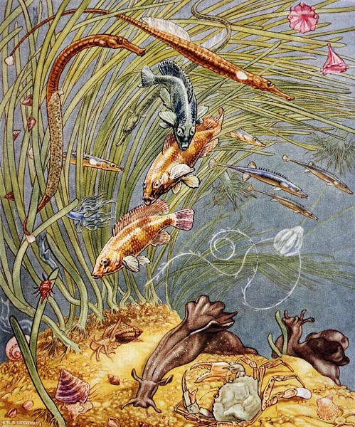 Ilustrace z „Sea-Shore Life in Britain“ vytištěné v roce 1947 (barevně lito) od Leonard Robert Brightwell