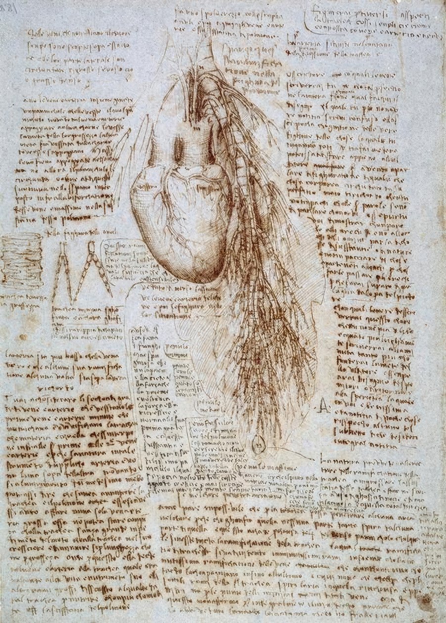 Anatomická studie: srdce a okolní krevní cévy s plícemi od Leonardo da Vinci