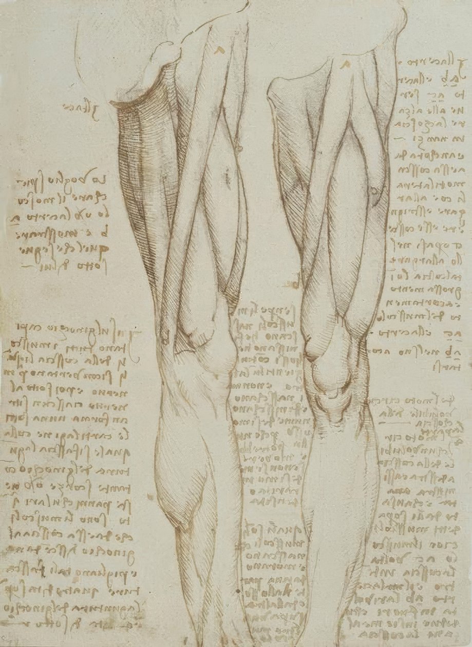 Anatomiestudien od Leonardo da Vinci