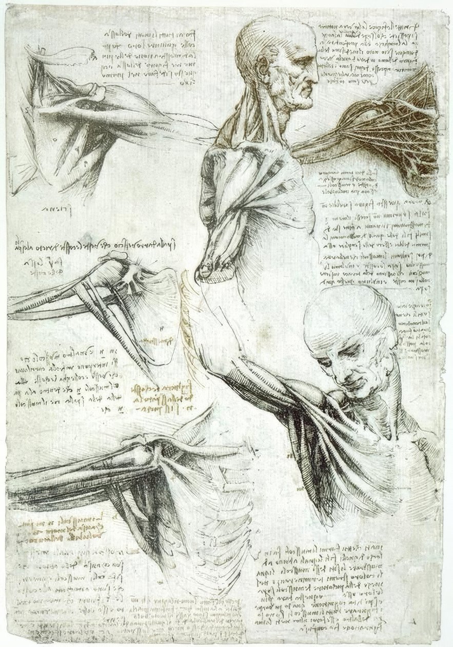 Anatomiestudien od Leonardo da Vinci