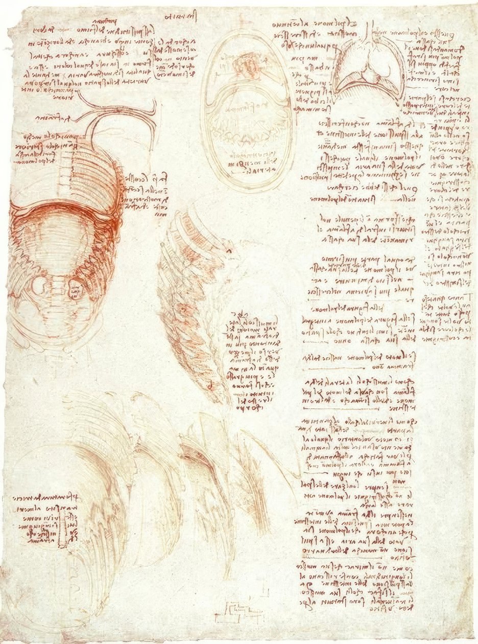 Anatomické studie: hrudní koš a bránice od Leonardo da Vinci