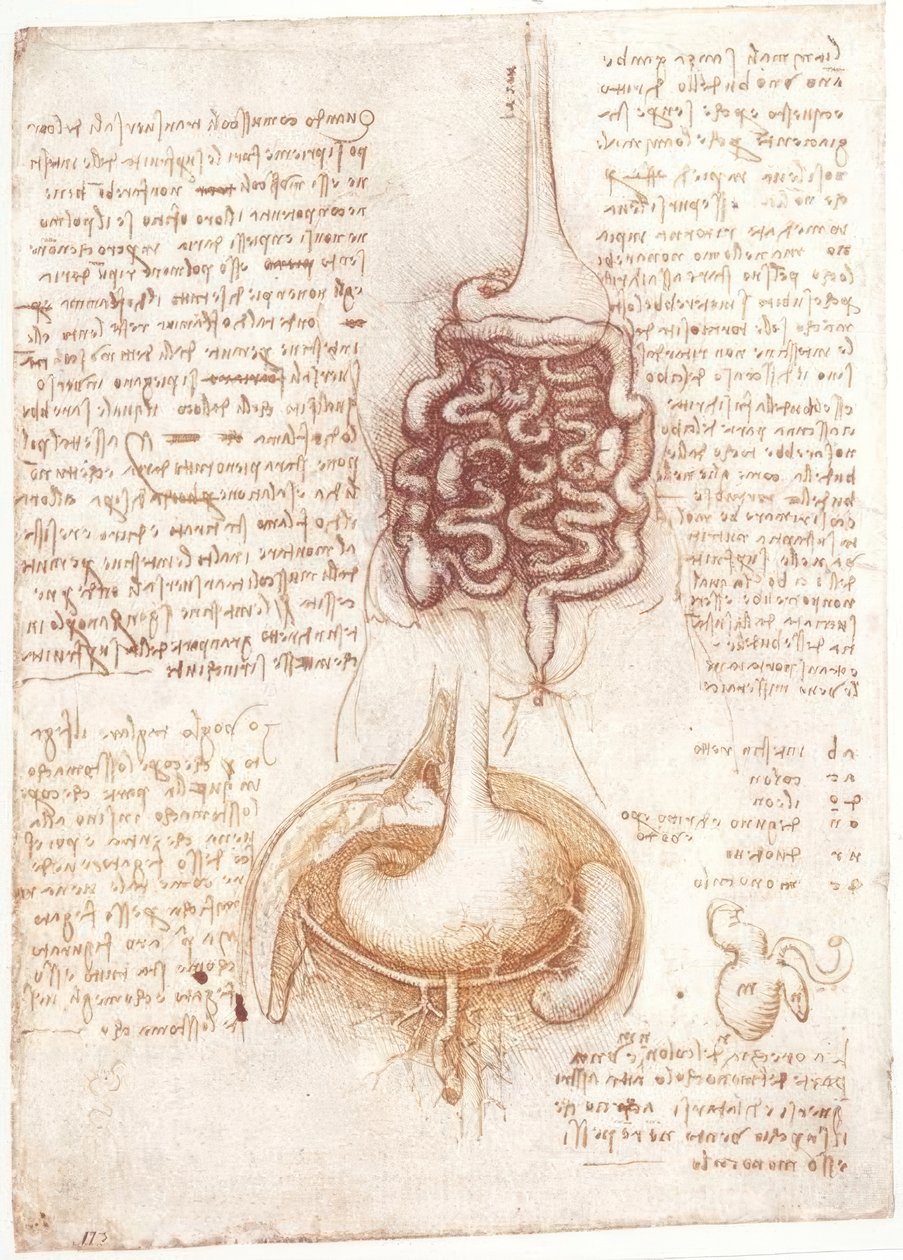 Anatomické studie: Trávicí systém od Leonardo da Vinci