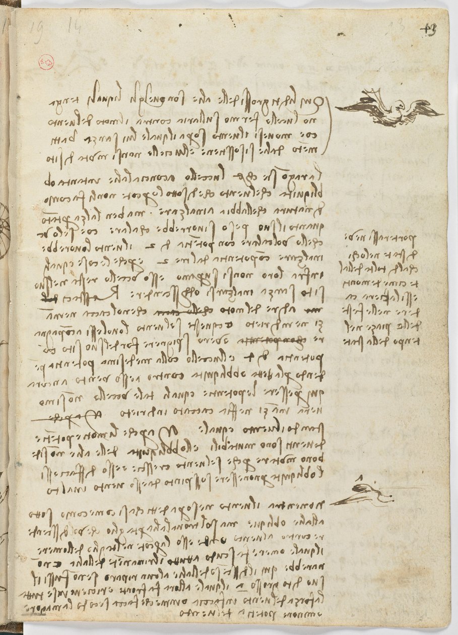 Letový kód ptáků, c. 1505-06, papírový rukopis, cc. 18, list 13 recto od Leonardo da Vinci