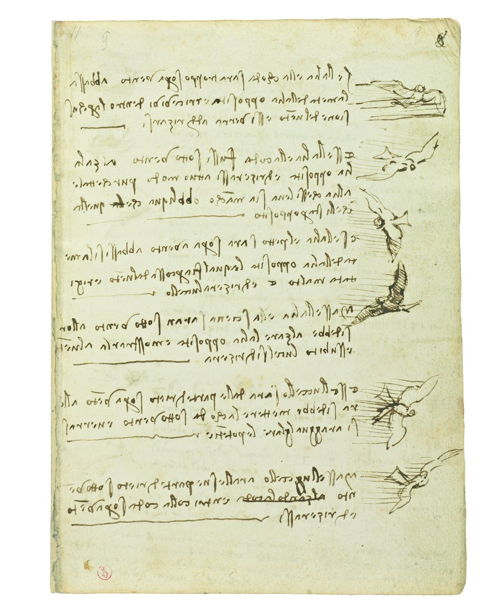 Kodex o letu ptáků, Folio 8 recto od Leonardo da Vinci