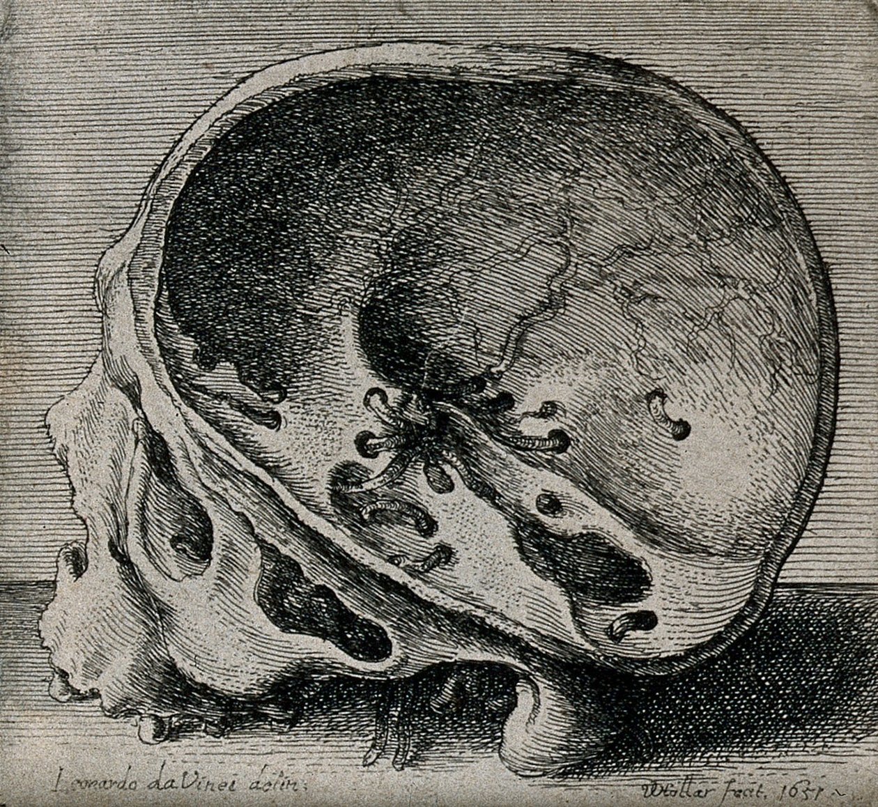 Průřez lebky v zobrazení profilu od Leonardo da Vinci