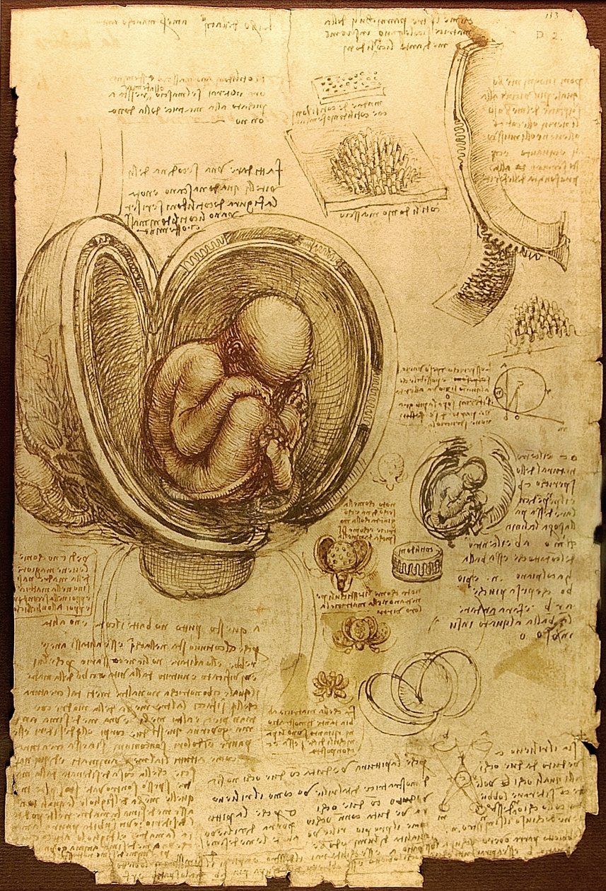 Da Vinciho studie embryí Luca Viatoury od Leonardo da Vinci