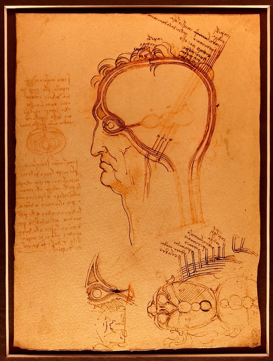 Etudový jeřáb Luc Viatour od Leonardo da Vinci