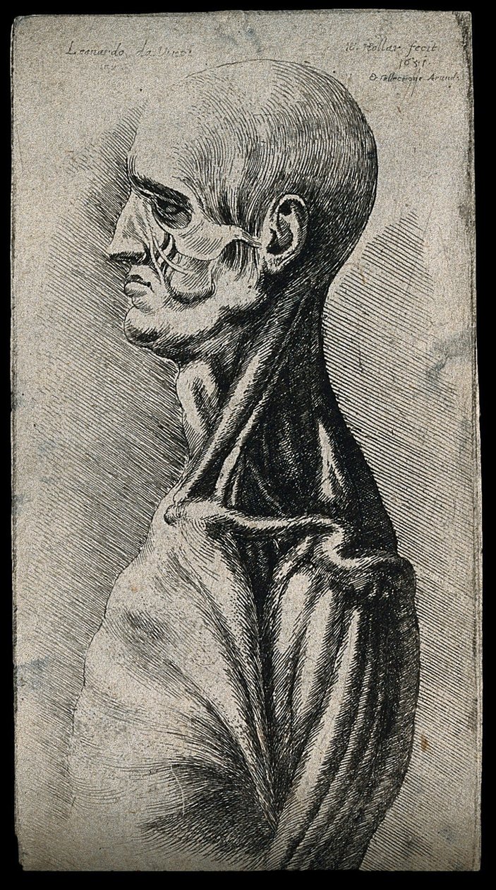 Hlava a ramena muže, při pohledu zleva od Leonardo da Vinci