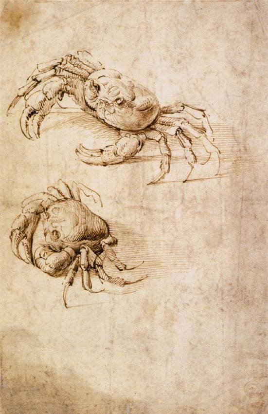 Studie krabů od Leonardo da Vinci