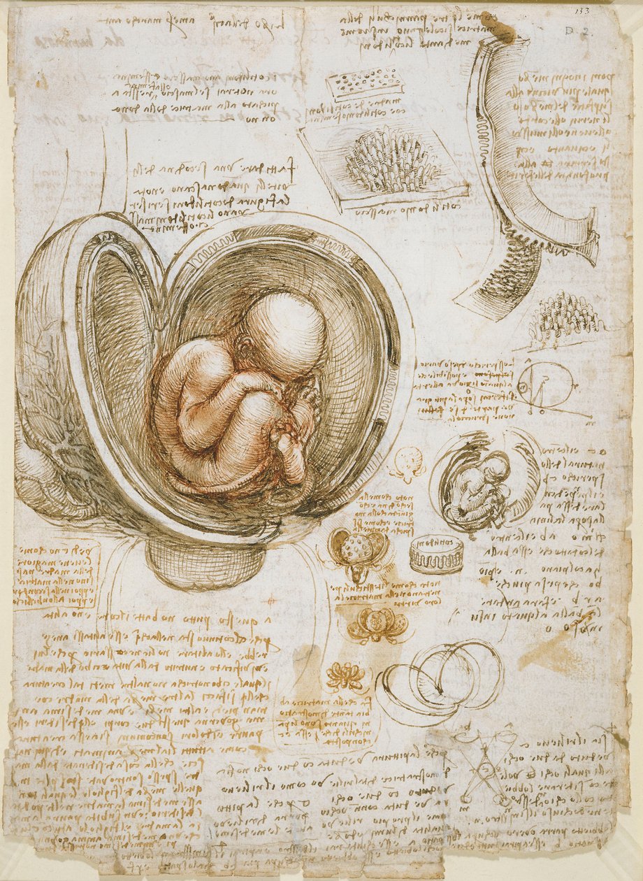 Studie plodu v děloze od Leonardo da Vinci