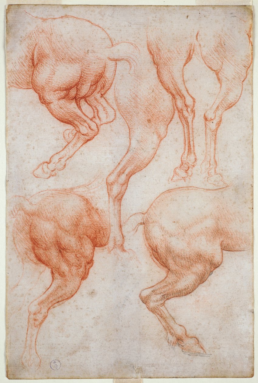 Studie zadních končetin koně, c. 1508 (krev s doteky černé tužky na papíře) od Leonardo da Vinci