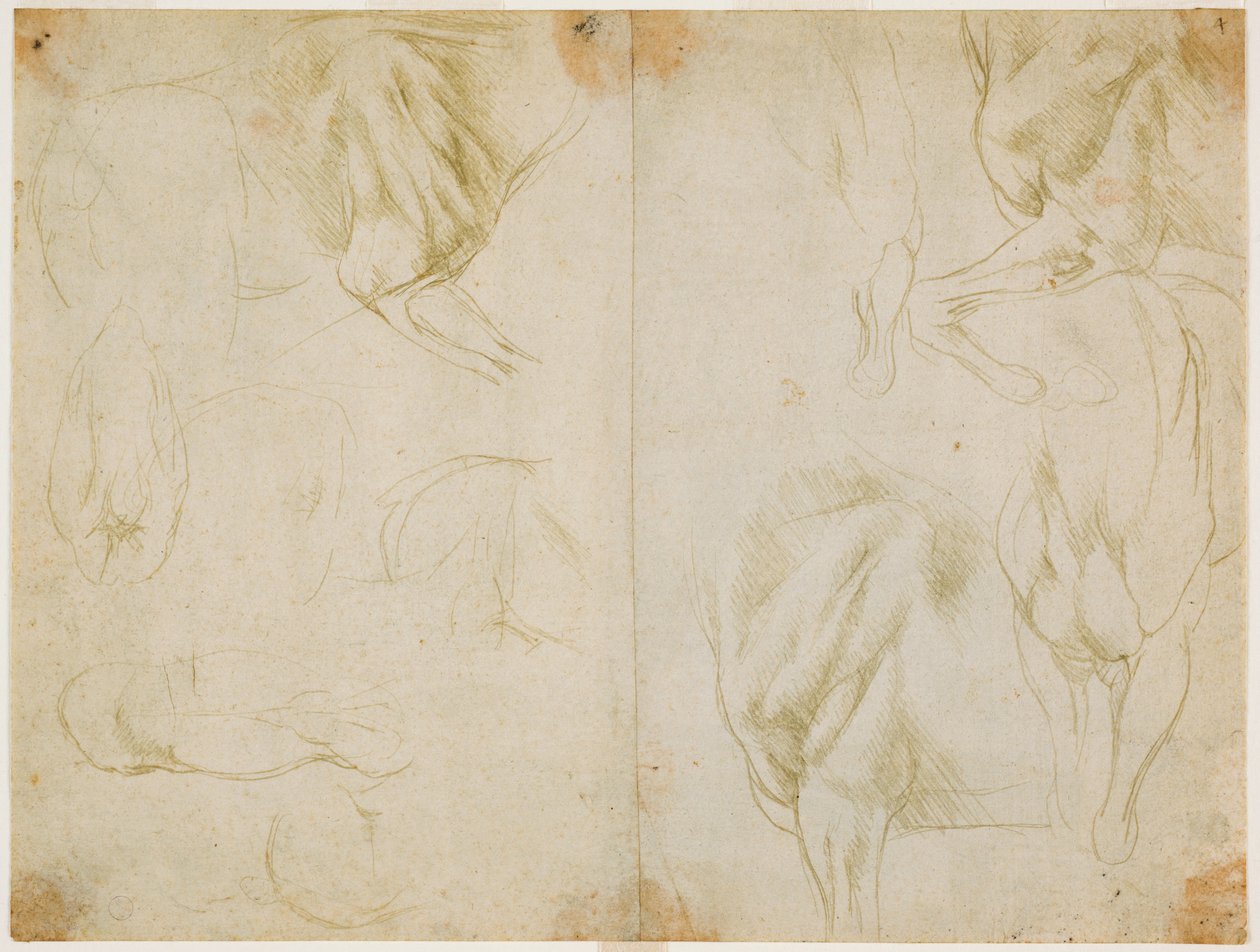 c. studie svalstva předních končetin koně, c. 1480 (kovový hrot na připravený světle olivově zelený papír) od Leonardo da Vinci